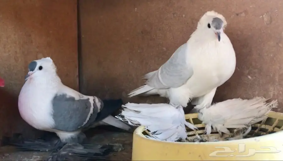 سوالو منتج (image 1)