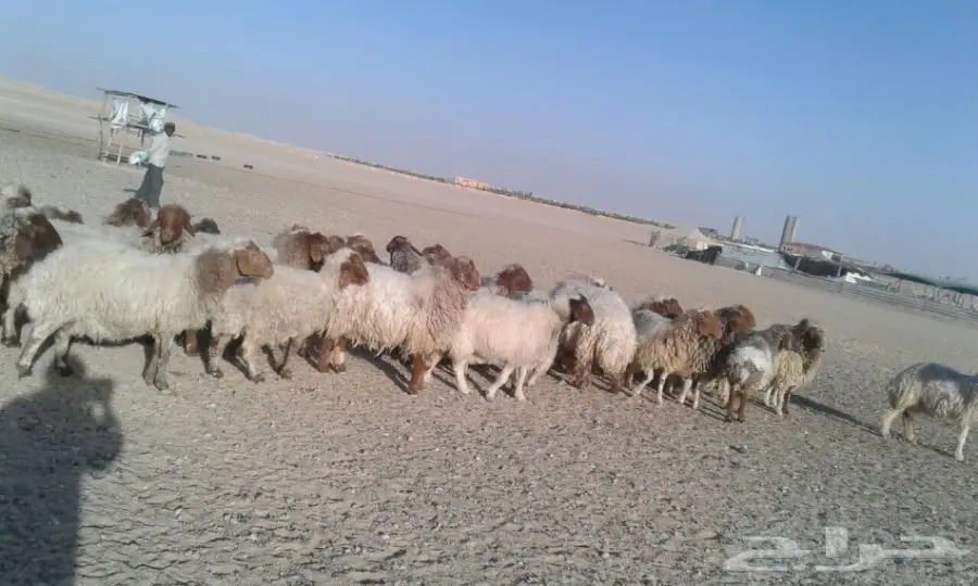  غنم نعيم دفيع ومضاريع مراح 