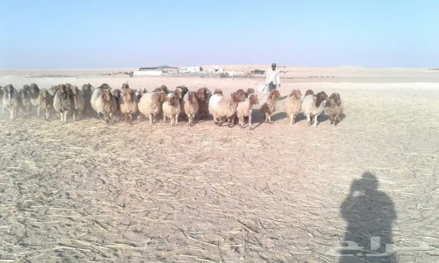  غنم نعيم دفيع ومضاريع مراح  (image 1)