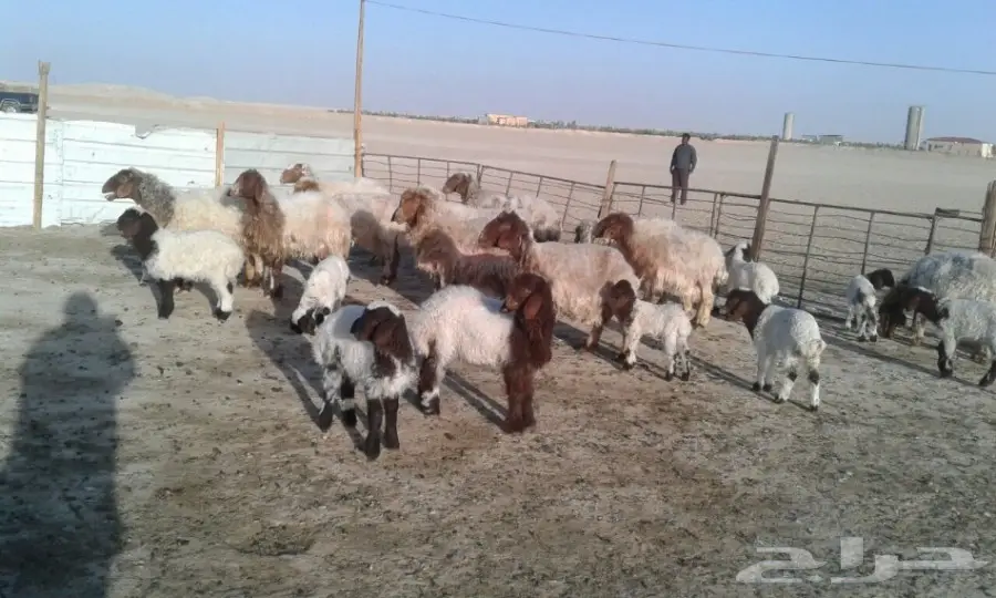 غنم نعيم دفيع ومضاريع مراح  (image 2)