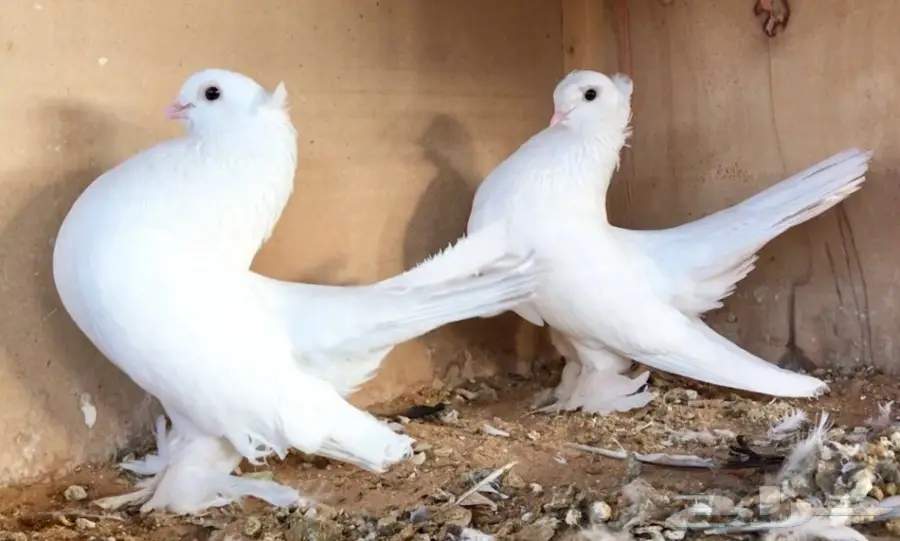 كورينقو منتح (image 1)