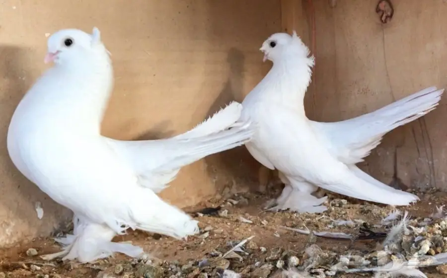 كورينقو منتح (image 3)