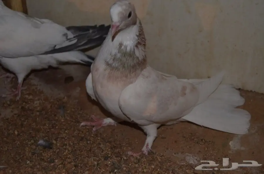 قطايف للبيع (image 4)