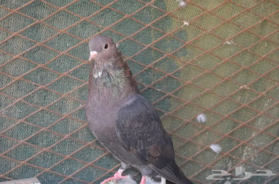 قطايف للبيع (image 8)