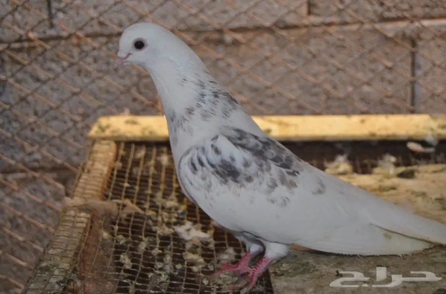 قطايف للبيع (image 11)