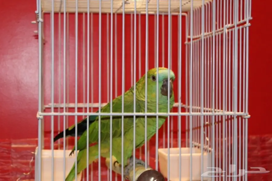 ببغاء امازوني بلوفرونتد متكلم للبيع