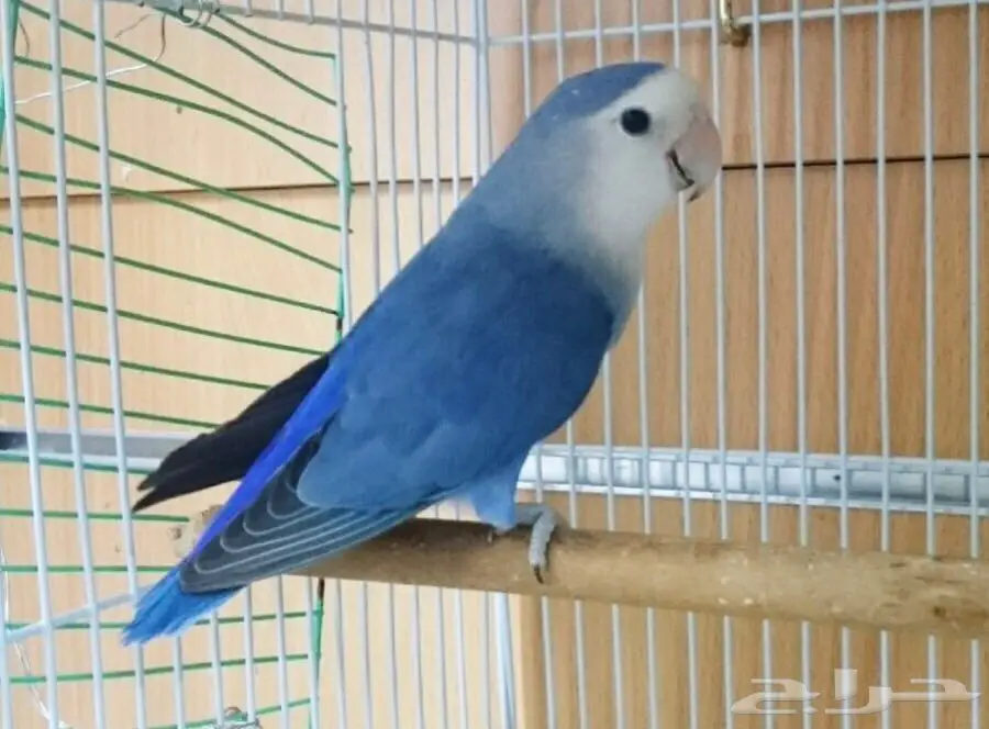 لاهل التميز جوز روز فايلوت للبيع