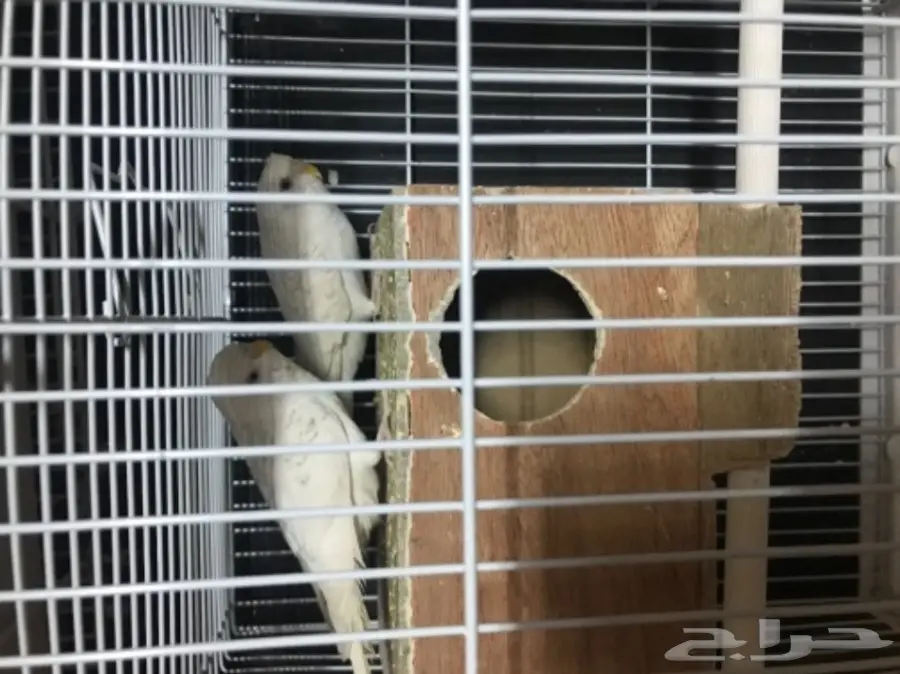 للبيع اعلي سومه بادجي البينو عيون حمر لاسوينق