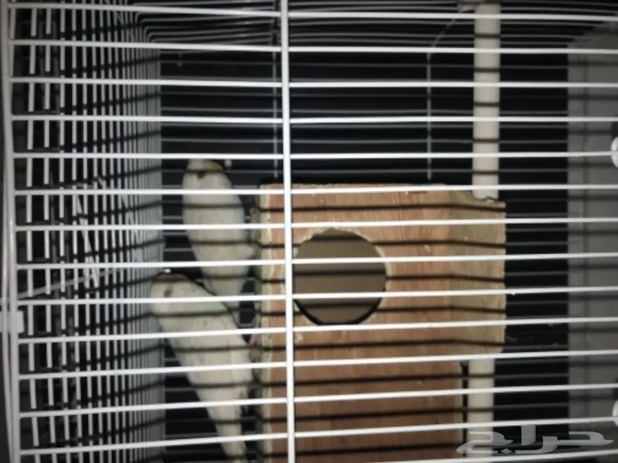 للبيع اعلي سومه بادجي البينو عيون حمر لاسوينق (image 1)