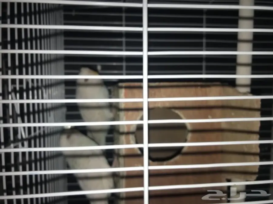 للبيع اعلي سومه بادجي البينو عيون حمر لاسوينق (image 2)