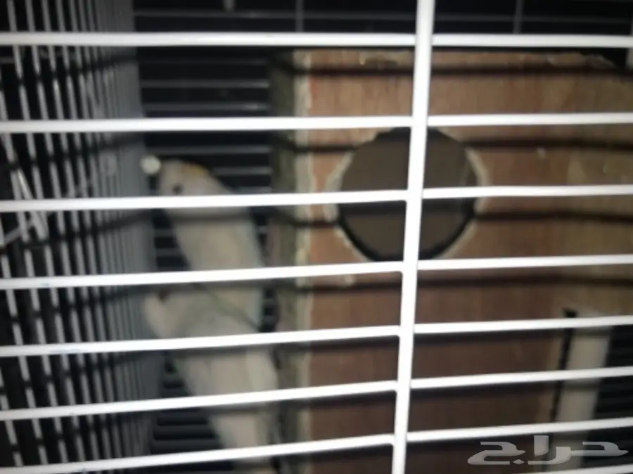 للبيع اعلي سومه بادجي البينو عيون حمر لاسوينق (image 3)