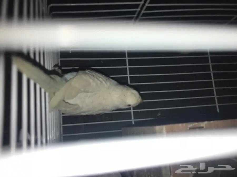 للبيع اعلي سومه بادجي البينو عيون حمر لاسوينق (image 4)