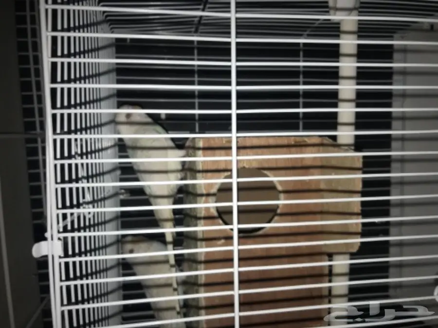 للبيع اعلي سومه بادجي البينو عيون حمر لاسوينق (image 5)