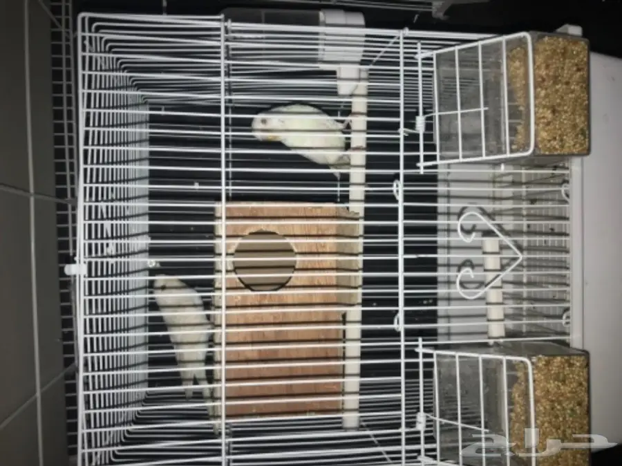 للبيع اعلي سومه بادجي البينو عيون حمر لاسوينق (image 6)