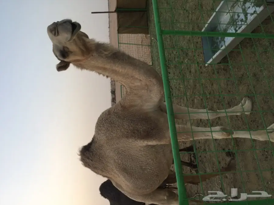ناقة خلفه شقحاء - فرصة ذهبية! (image 5)