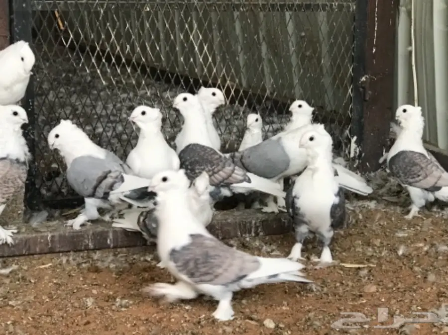 حب الرمان عشه منتجه