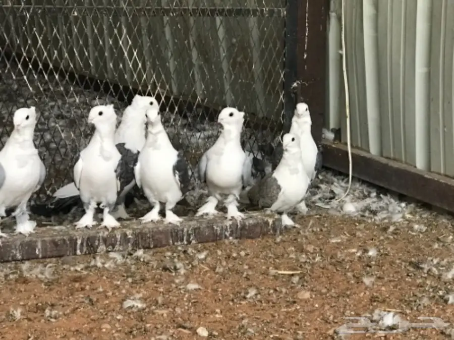 حب الرمان عشه منتجه (image 1)