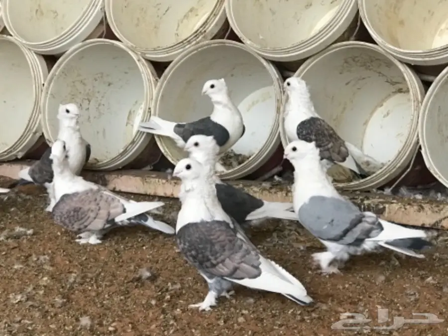 حب الرمان عشه منتجه (image 2)