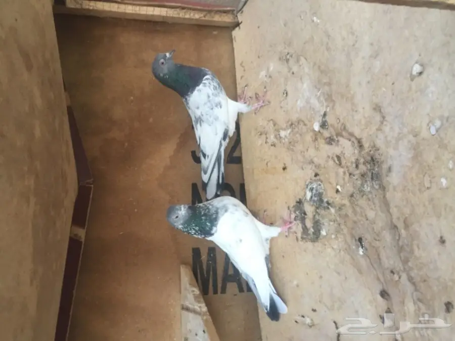 قطة باكستانية أنثى وجبلية - فرصة ذهبية!