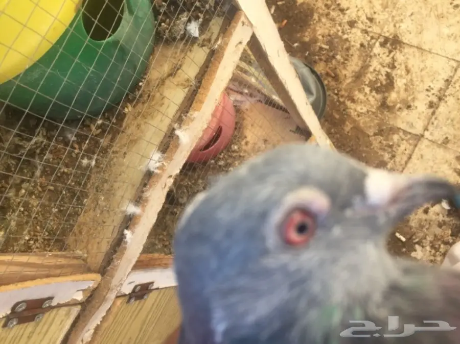 قطة باكستانية أنثى وجبلية - فرصة ذهبية! (image 1)