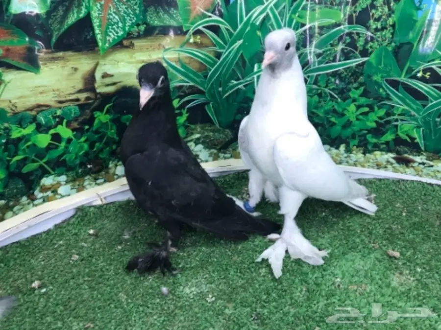 طبات صنعاني - ونثيه