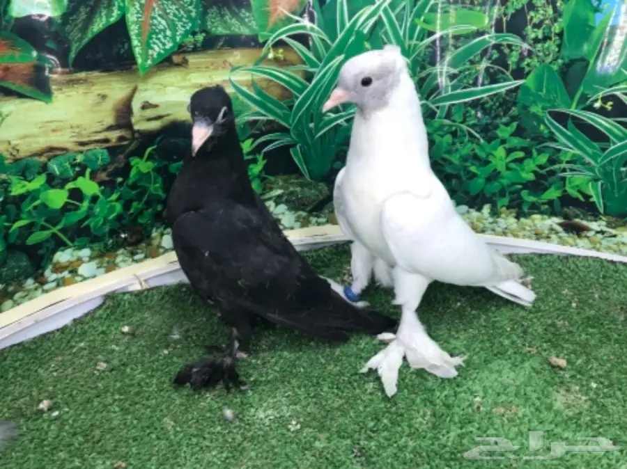 طبات صنعاني - ونثيه (image 1)