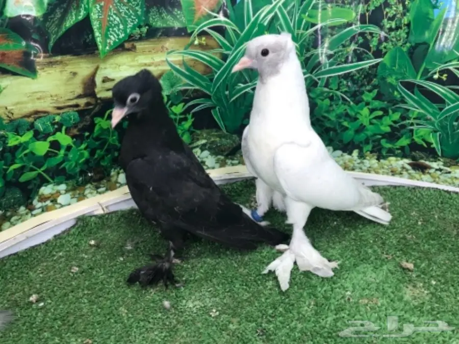 طبات صنعاني - ونثيه (image 2)