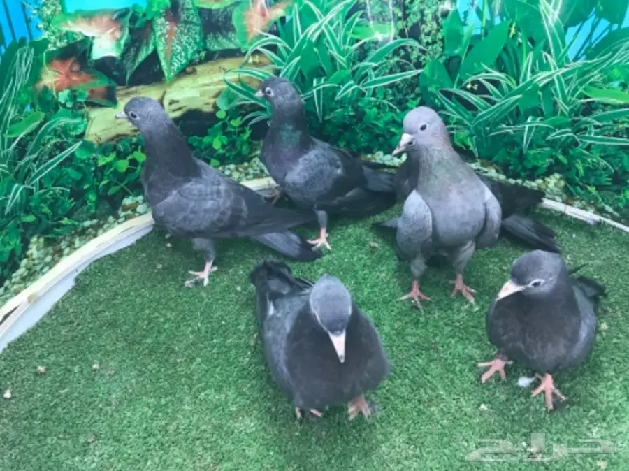 طبات صنعاني - ونثيه (image 3)