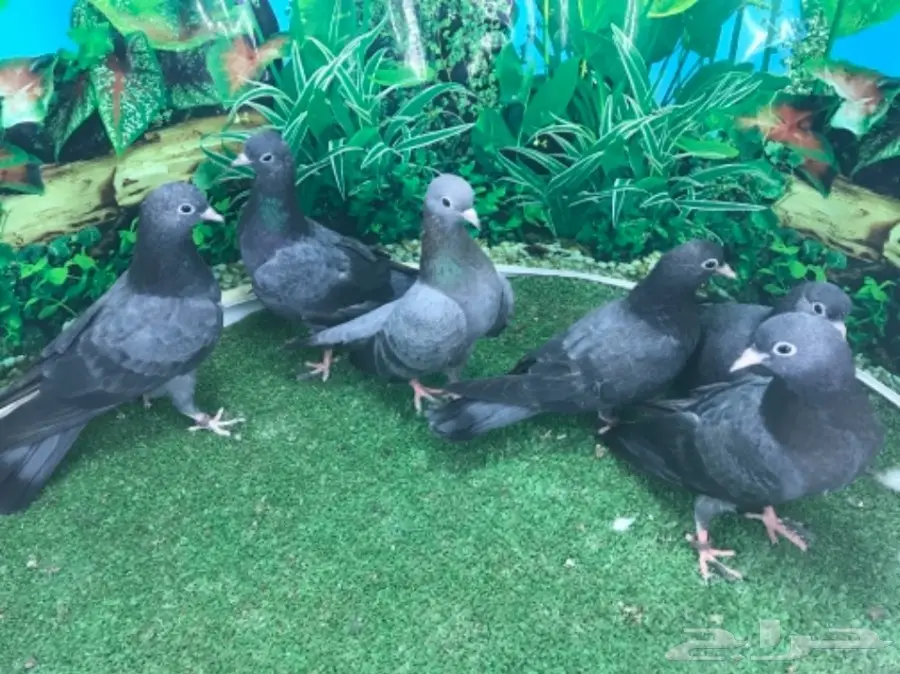 طبات صنعاني - ونثيه (image 4)