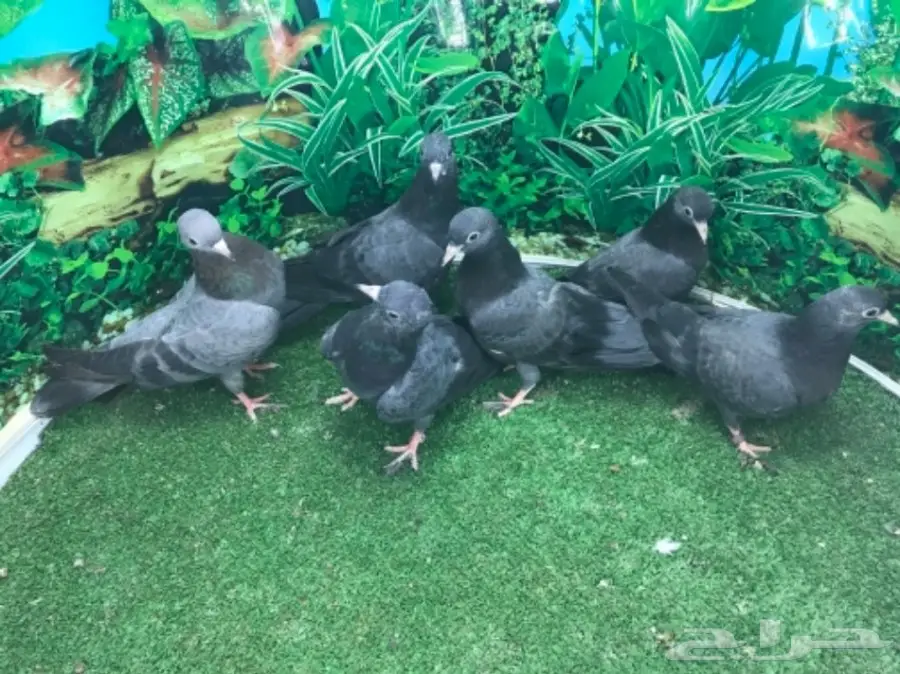 طبات صنعاني - ونثيه (image 5)