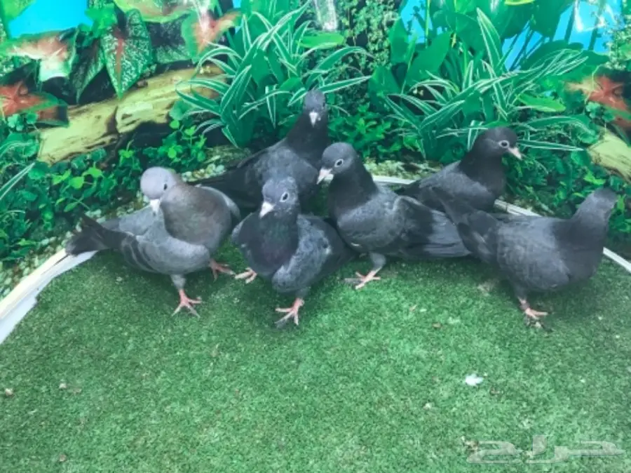 طبات صنعاني - ونثيه (image 6)