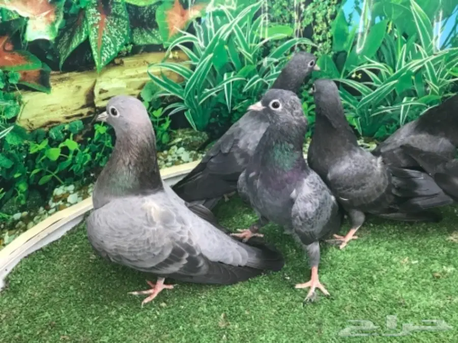 طبات صنعاني - ونثيه (image 7)