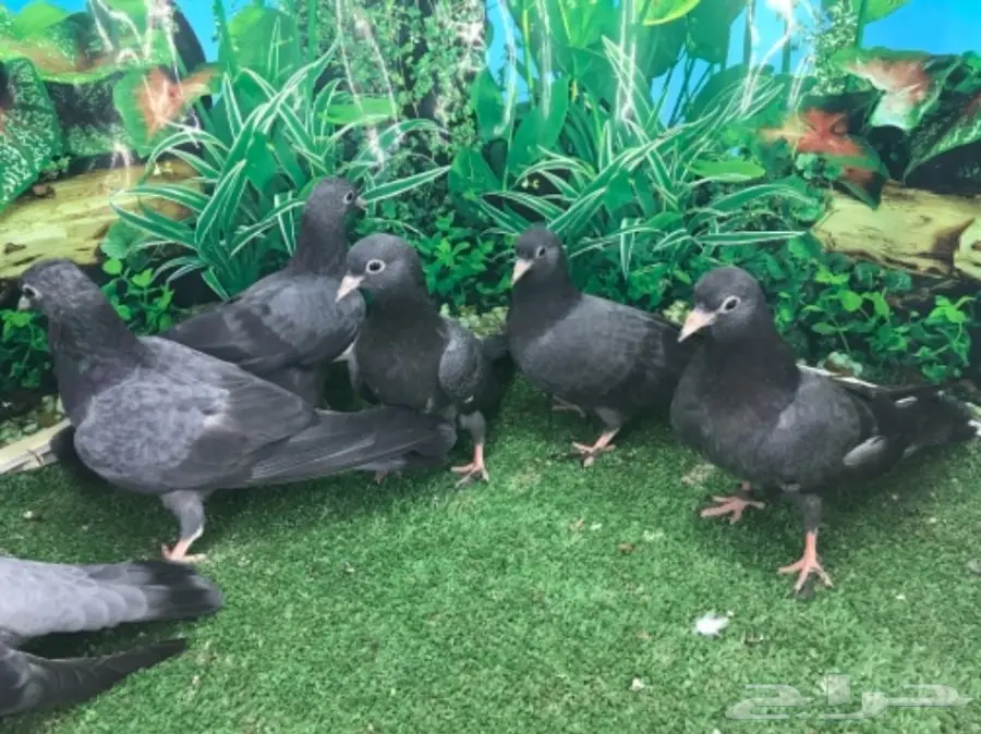 طبات صنعاني - ونثيه (image 8)