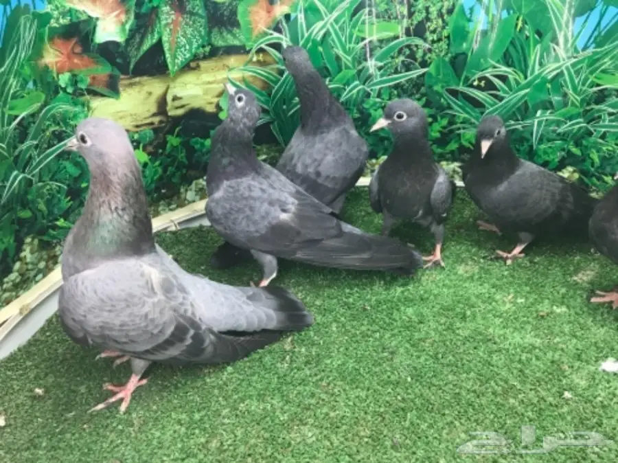 طبات صنعاني - ونثيه (image 9)