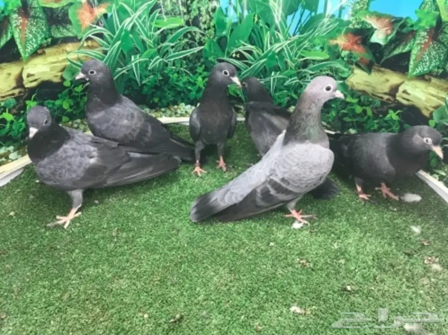 طبات صنعاني - ونثيه (image 10)