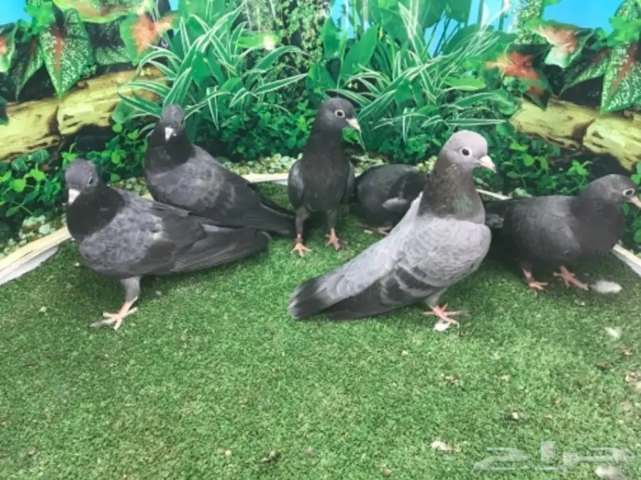 طبات صنعاني - ونثيه (image 11)