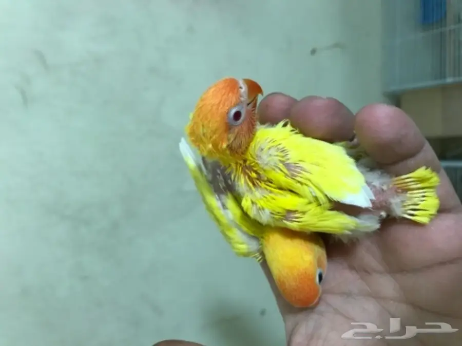 جوز فيشر لاتينو ابلاين