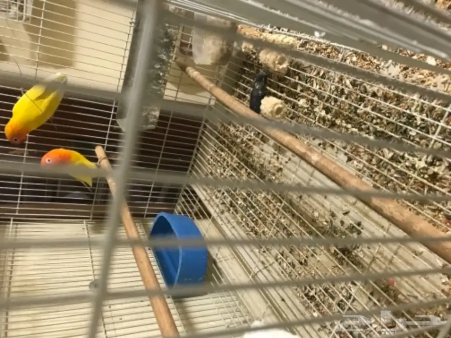 جوز فيشر لاتينو ابلاين (image 1)