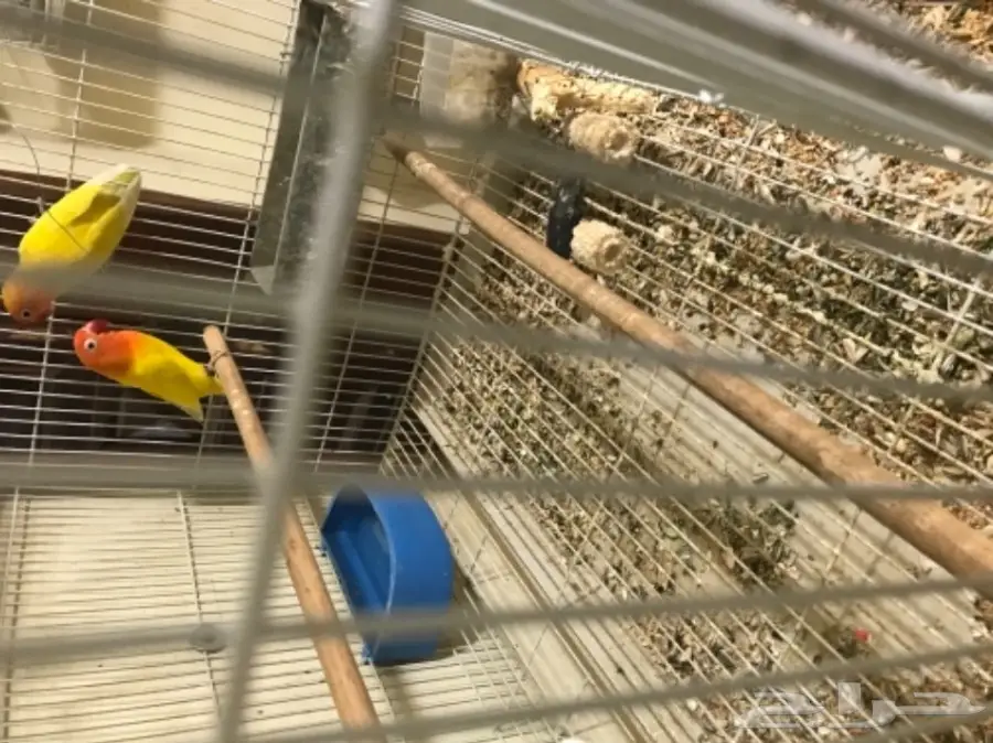 جوز فيشر لاتينو ابلاين (image 2)