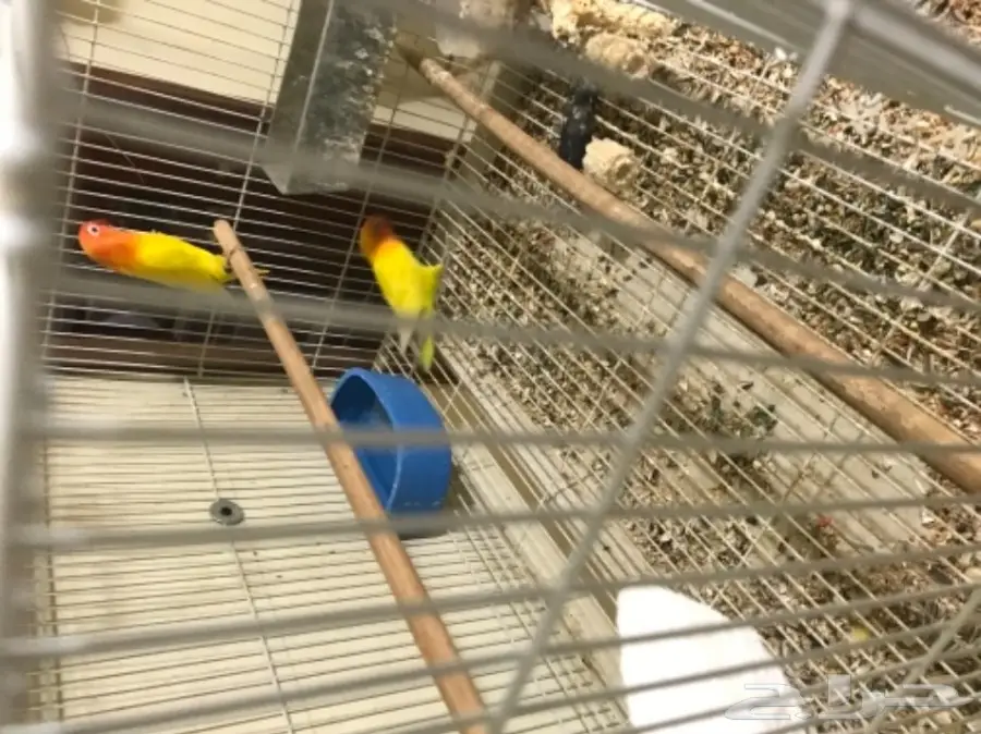 جوز فيشر لاتينو ابلاين (image 3)