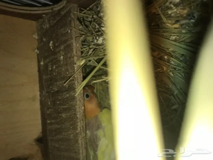 جوز فيشر لاتينو ابلاين (image 4)