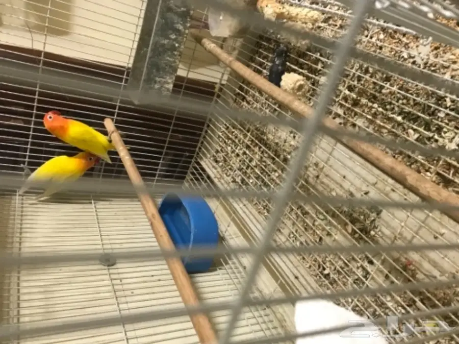 جوز فيشر لاتينو ابلاين (image 5)