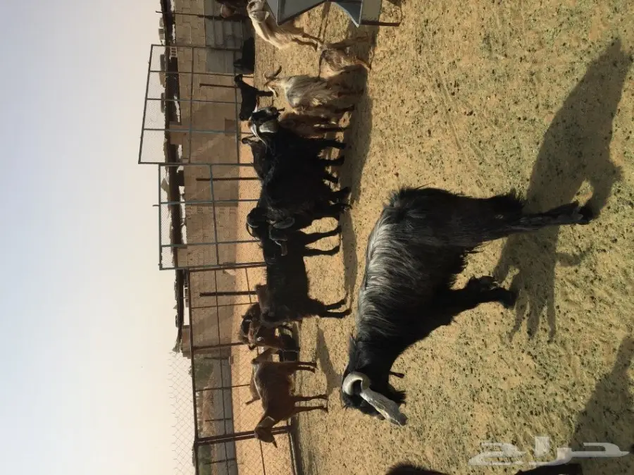 بيع أغنام مشروطة - فرصة لا تُفوّت! (image 1)