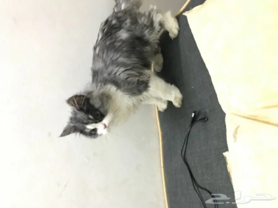 قطتي للبيع اليوم مشغوله عنها اليوم فقط 