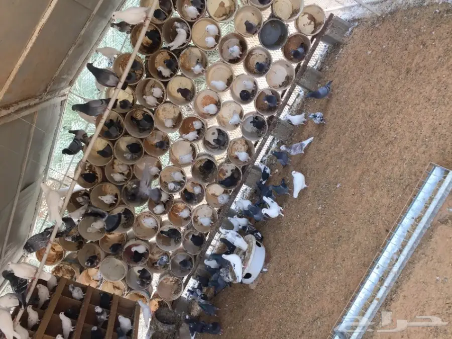 حمام مشكل متوالف 