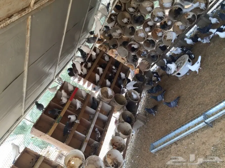 حمام مشكل متوالف  (image 1)