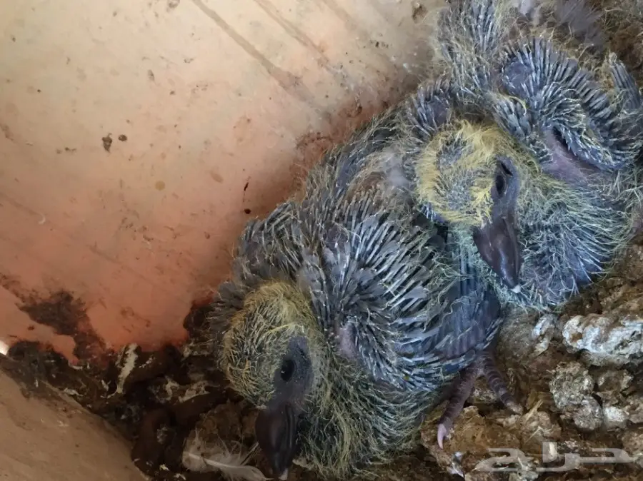 حمام مشكل متوالف  (image 2)