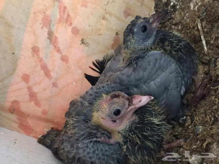 حمام مشكل متوالف  (image 3)