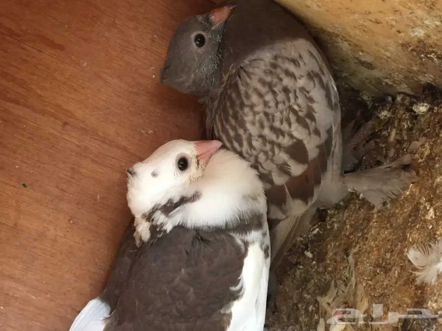 حمام مشكل متوالف  (image 4)