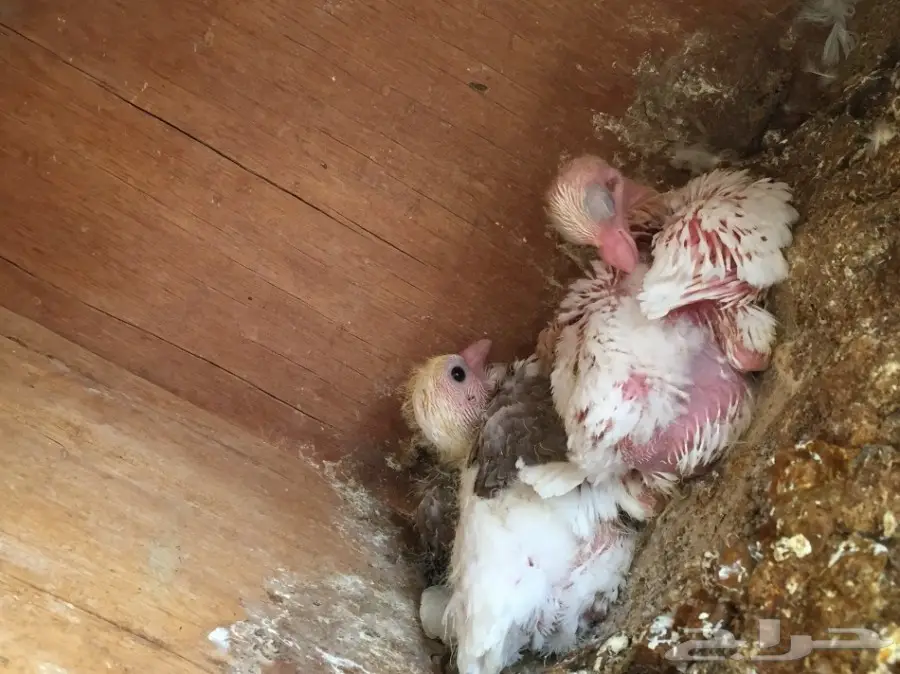 حمام مشكل متوالف  (image 5)